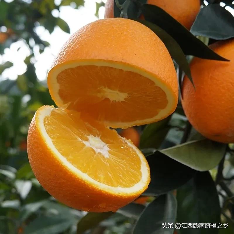 鮮橙汁,鮮橙汁的功效與作用