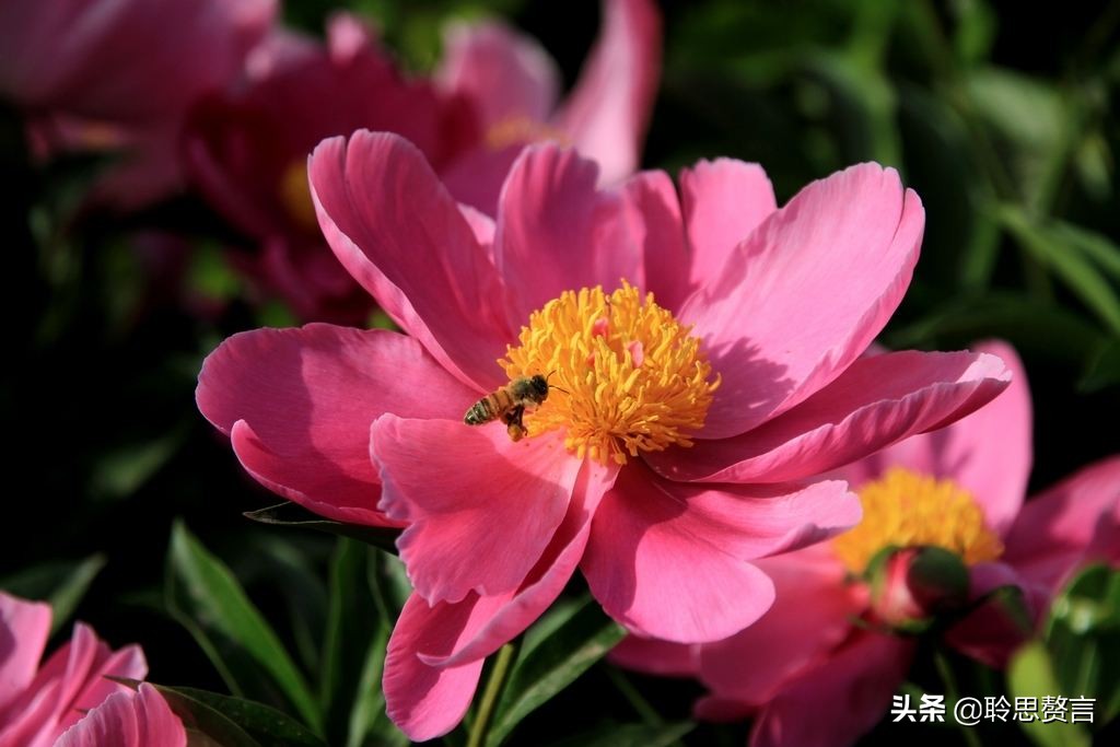 芍药诗词精选三十六首 过眼一春春又夏，开残芍药更无花