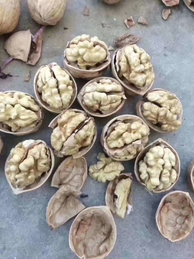 核桃起源于我国，并非从国外引入