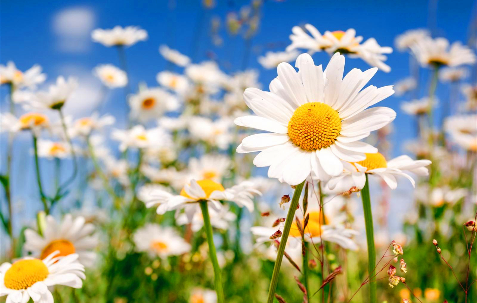 国花系列6——意大利国花 雏菊