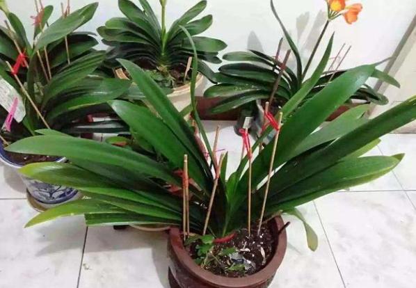 旧筷子、吸管不要扔,插到花盆土里,对植物根好处多多