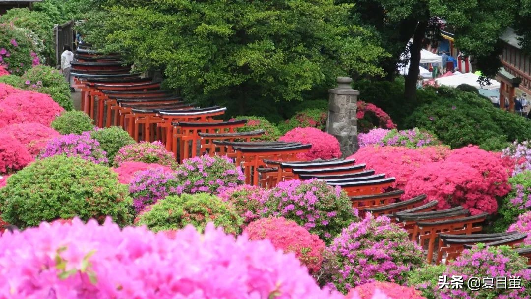 东京：根津神社，杜鹃花丛中的漫步