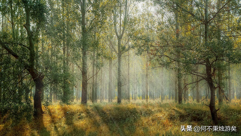 蓬山此去无多路，青鸟殷勤为探看，你知道“青鸟”的典故吗？