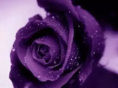 各种花的寓意及花语（100种花的花语大全）