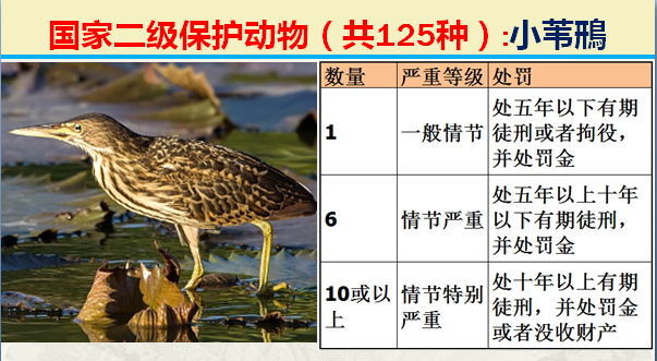 二级保护动物（国家最新125类二级野生保护名录）