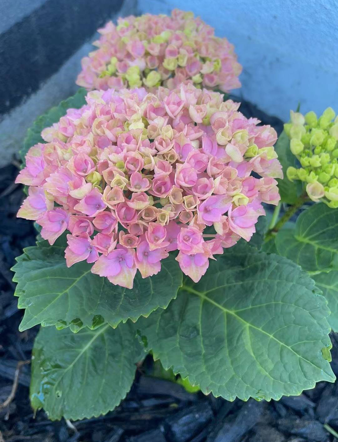 养绣球花,秋季多做一件事,来年花量翻倍,都是漂亮的大花球