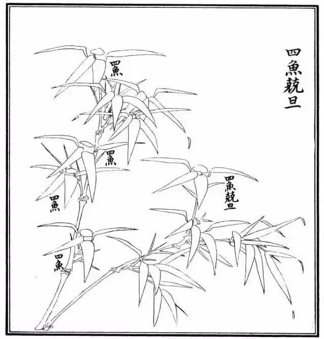 不会画竹子?教你最常见竹子画法,简单易学,快收藏起来临摹学习