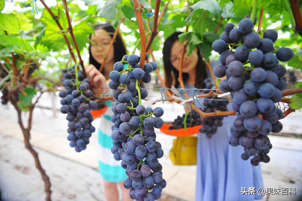 葡萄园采摘怎么发朋友圈
