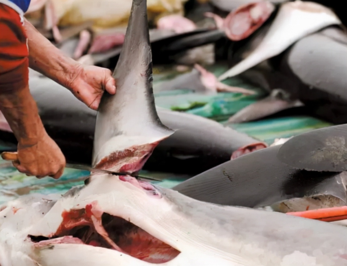 鱼翅的价格(哥伦比亚查获3493个鱼翅) - 价格百科