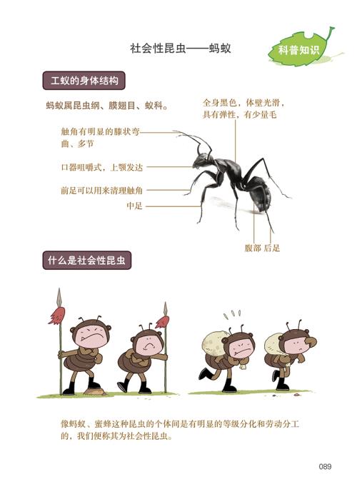 团子嘛嘛强烈推荐儿童读物（二）  -------《酷虫学校》系列