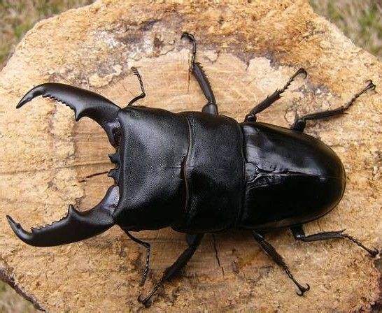 甲虫吃什么东西长大的(详细的甲虫种类大全)