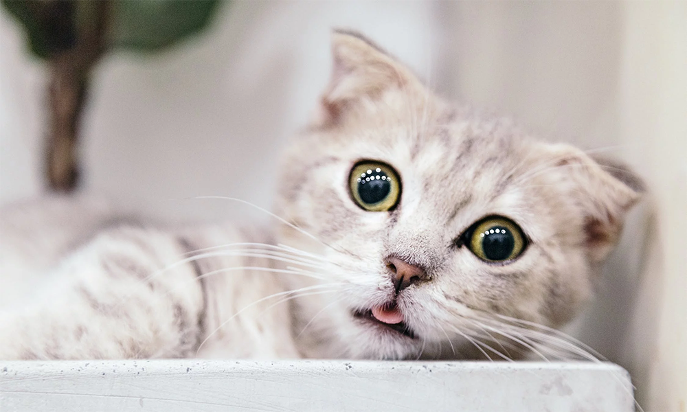 银渐层的喂养方式