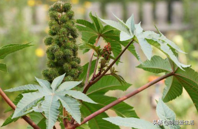 野外游玩，11种有毒植物，注意不要误食，安全第一