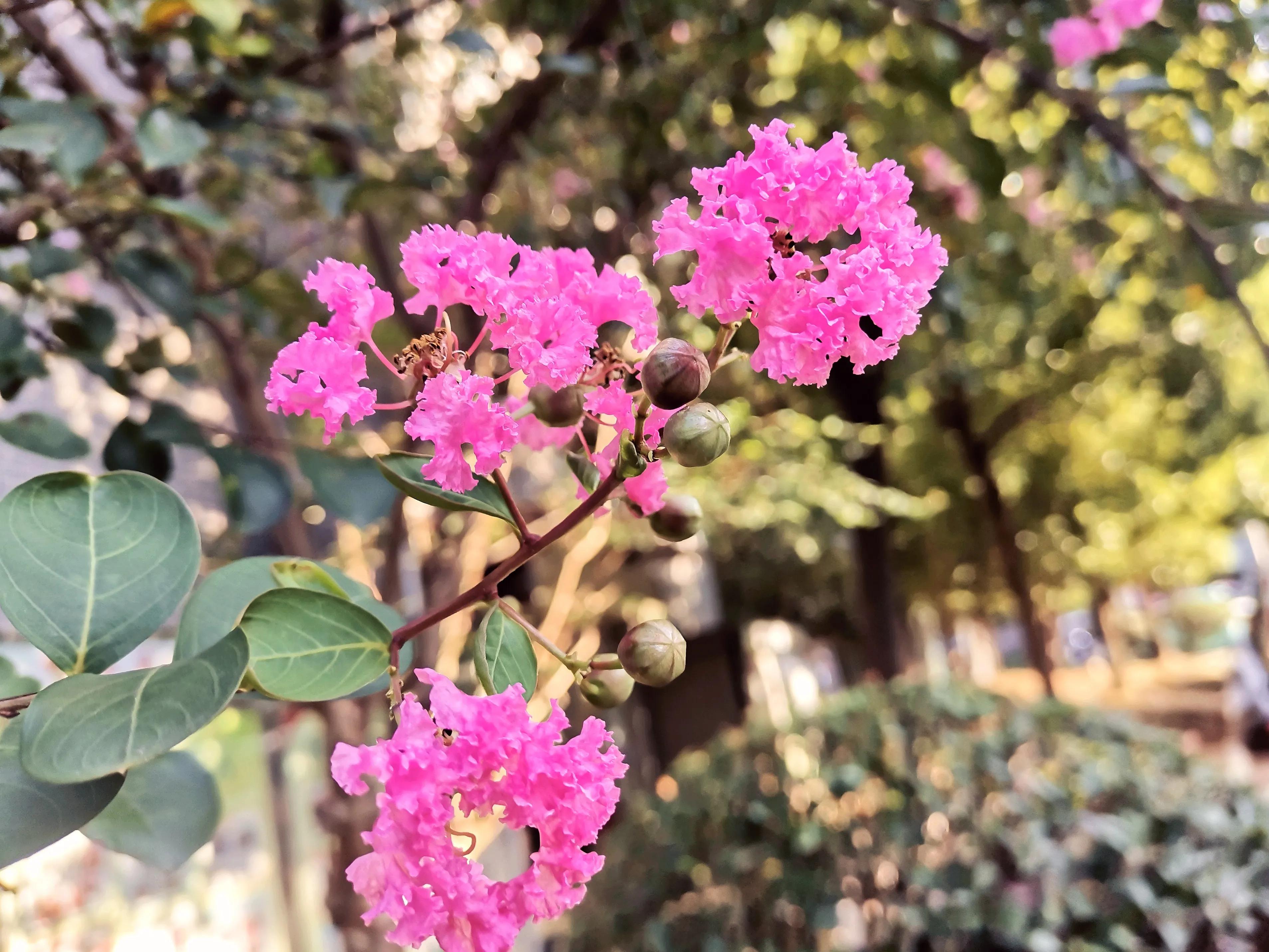 岁月浅浅，锦鲤悠悠，秋光滟滟