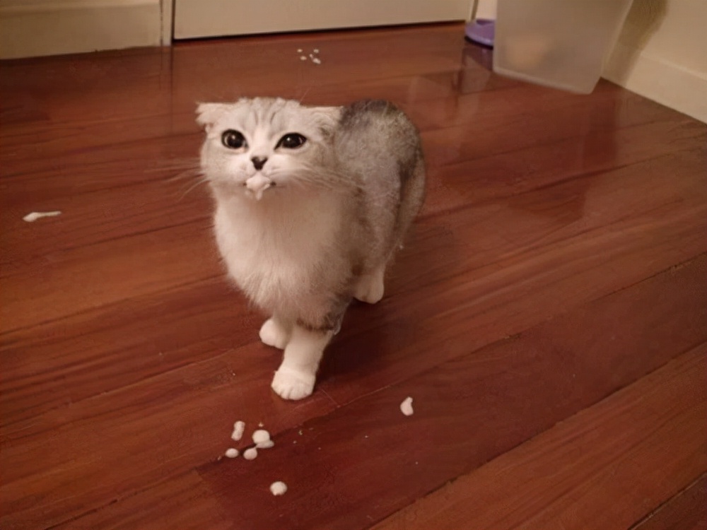 猫咪有这6种症状，请立马“驱虫”