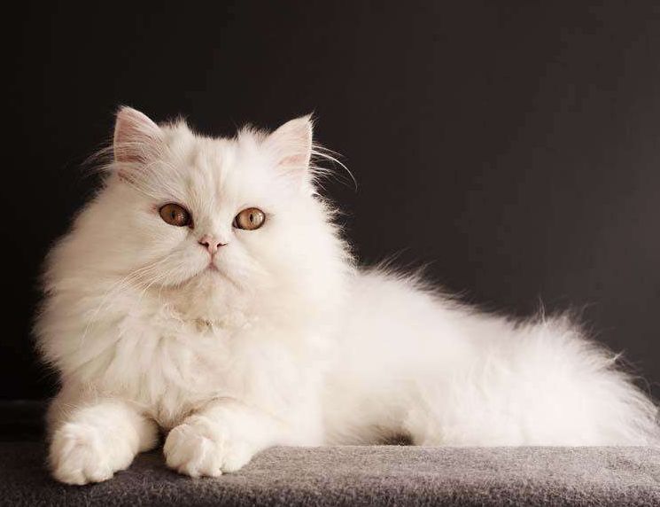 白色长毛猫（白色长毛猫蓝眼睛是什么品种）-第9张图片