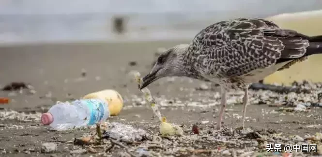 女子因垃圾未分类竟把志愿者掐晕，被行拘3日