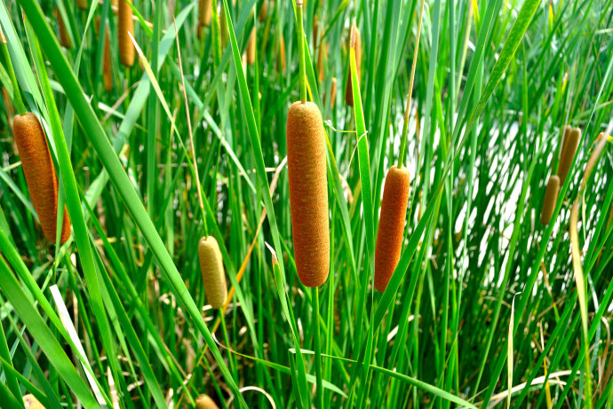 (蒲草)显然,蒲草,有的地方叫它水蜡烛,穗确实够圆.称蓴是有道理的.