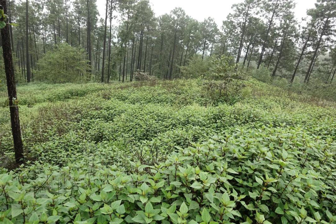 入侵植物知多少?