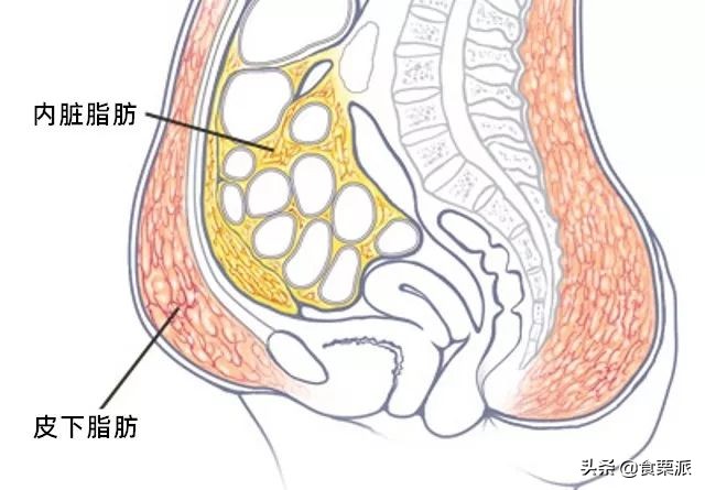 标准腰围(最新腰围标准出炉，快看看你达标了没)