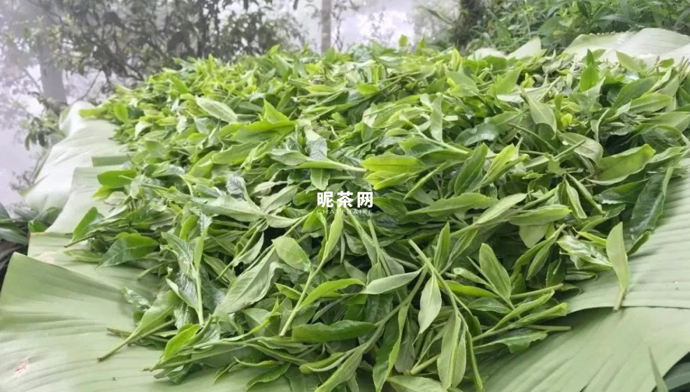 薄荷塘普洱茶特点简介（薄荷塘普洱茶的生长习性）