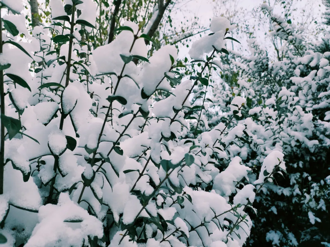 天合园的第一场雪