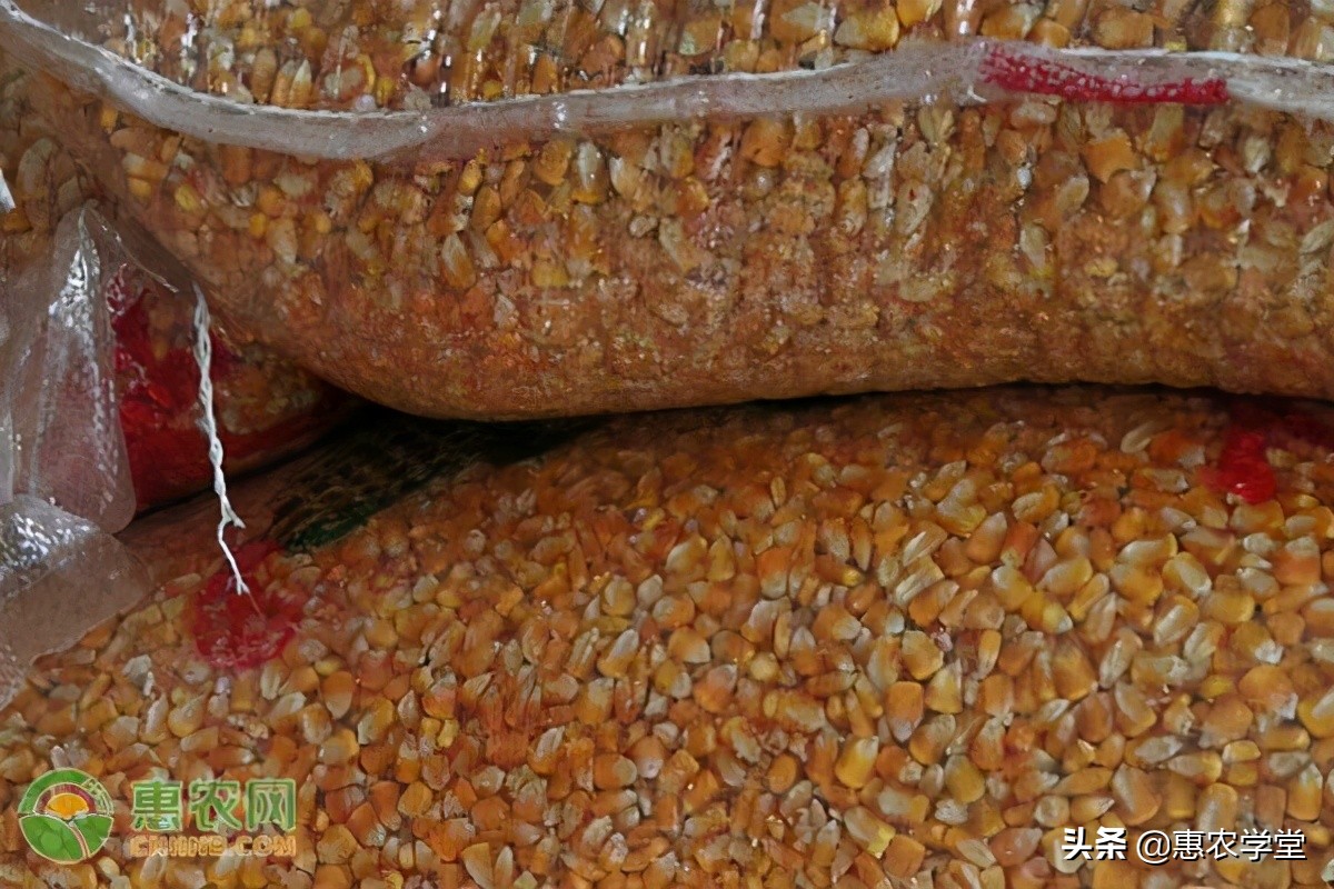 今日玉米价格多少钱一斤？2021年3月22日玉米价格最新行情
