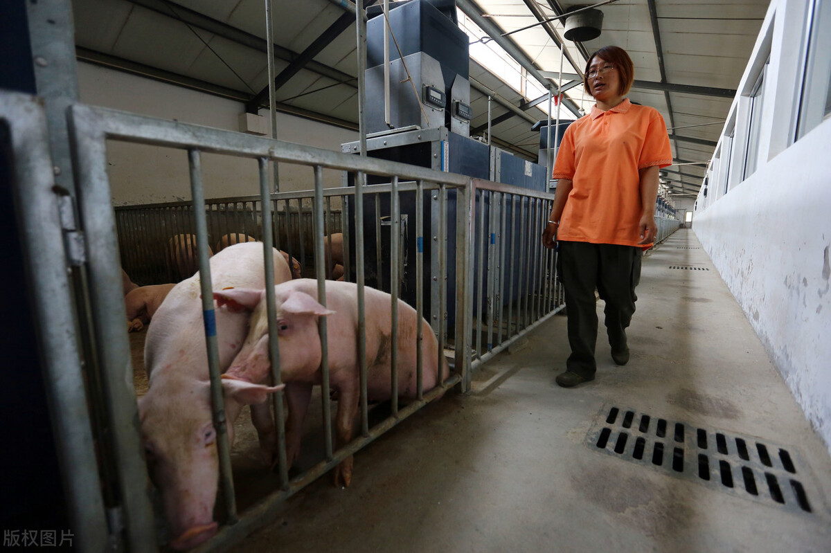 种猪存栏8000头！投资1.2亿建北部湾最大丹系种猪育种基地