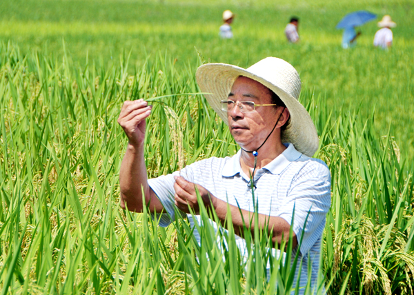 水稻种子图片(水稻2块钱 一斤，为什么种子能够50块钱一斤？)