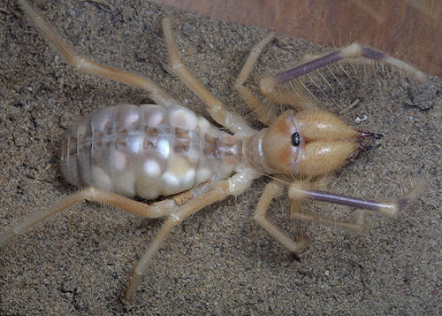 伊朗一毒蛇,会用假蜘蛛来"钓鱼",许多鸟儿傻傻分不清楚