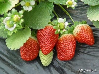 草莓的种植方法和技术（草莓零基础种植方法）-第1张图片