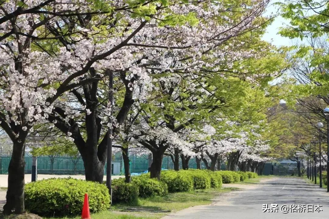 「日本大学排名多方对比」快来围观