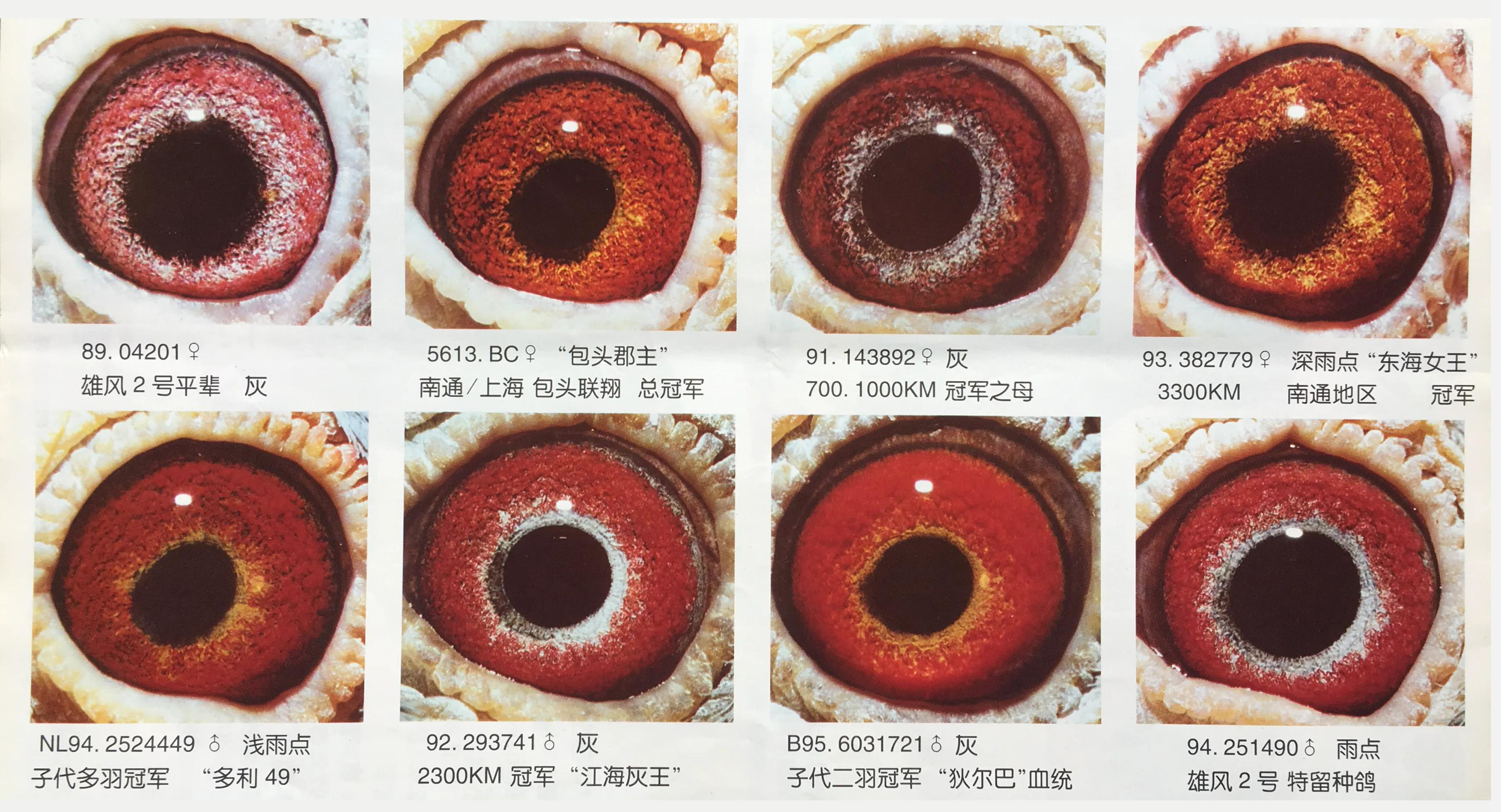 种鸽配对的要诀“一貌二眼三体型”