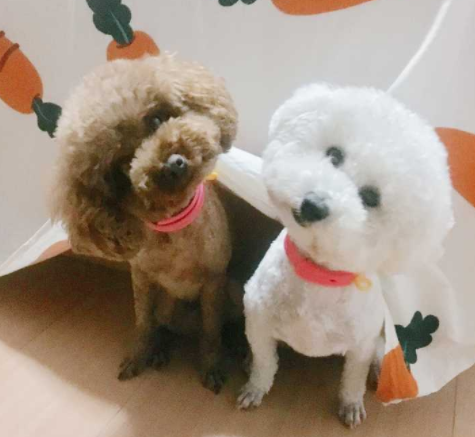 比熊和泰迪的区别,看完您更喜欢养哪种?