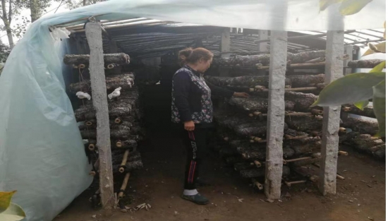 南召县崔庄乡：香菇棚撑起脱贫一片天