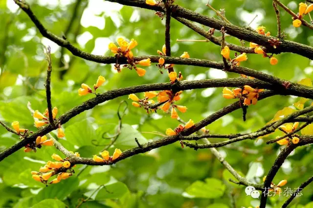 中国野花观花地点推荐