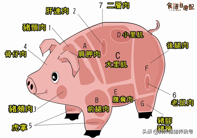 蹄髈是什么部位（猪身上各部位肉的名称图片）