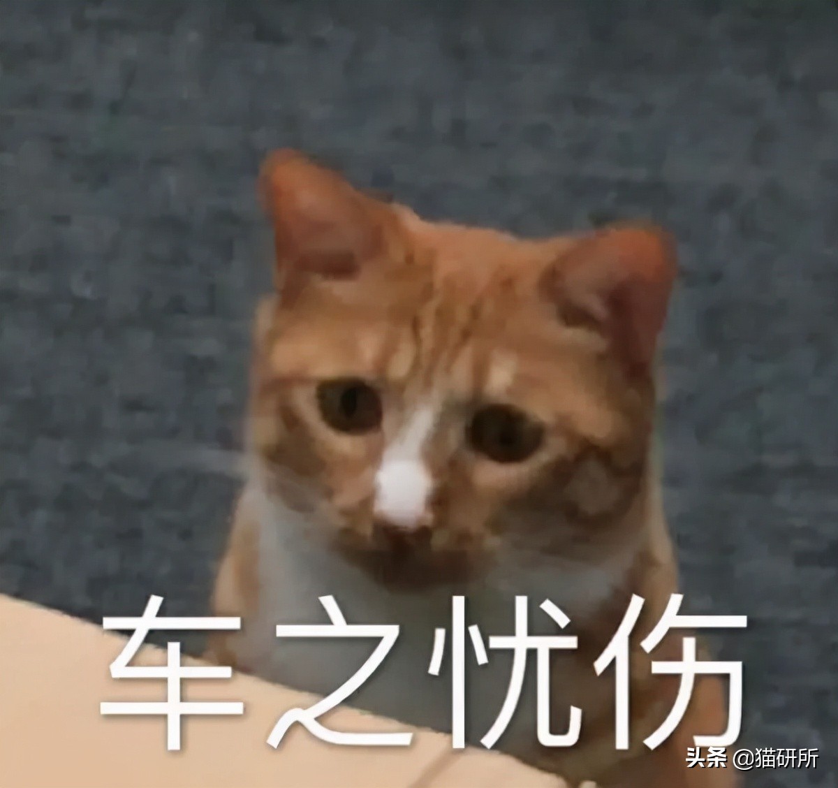 猫咪为啥总是喵喵叫讨食？明明碗里还有粮
