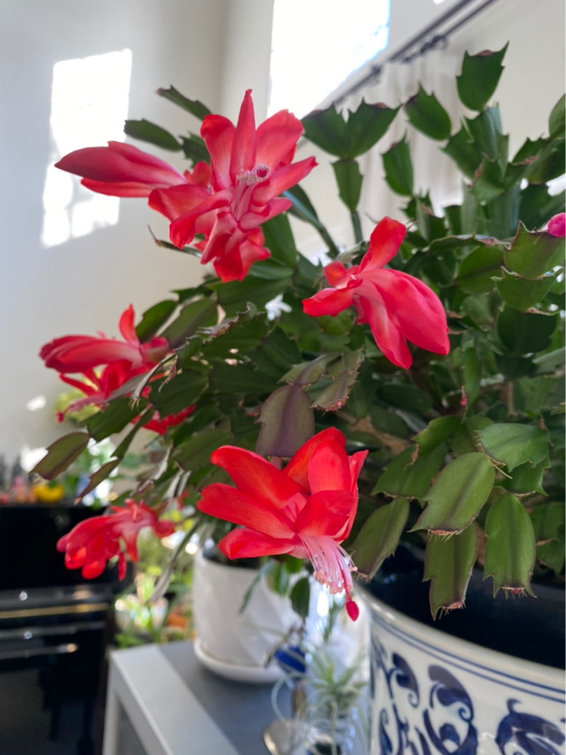 天气越来越热，植物开始进入休眠状态，抓住要点养护是关键