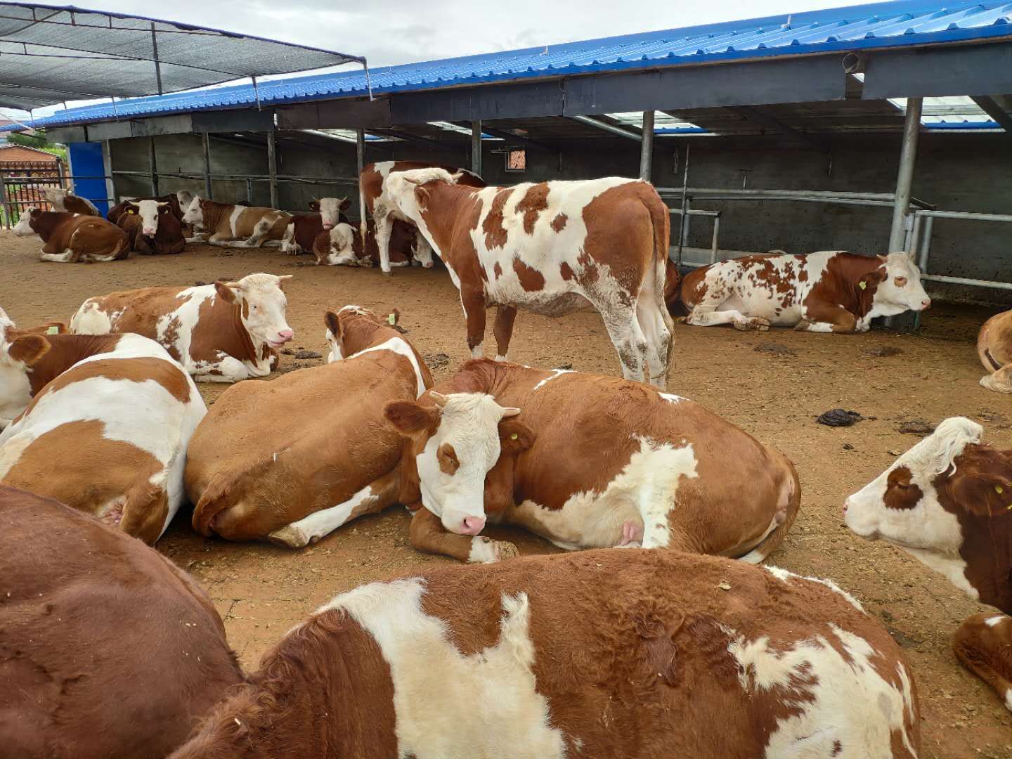 公牛母牛齐涨，尤其优质母牛的行情，比去年同期上涨了70%左右