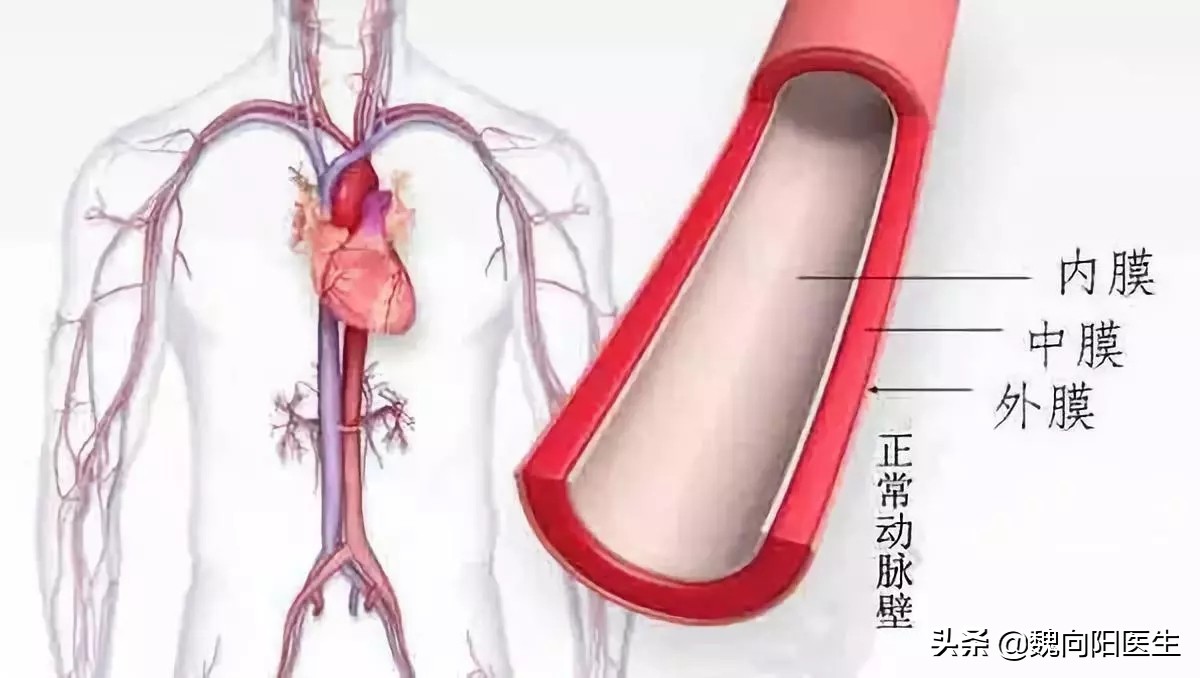 血压越来越平稳(降压药吃了一段时间后，血压正常了，是不是需要减量甚至停药？)