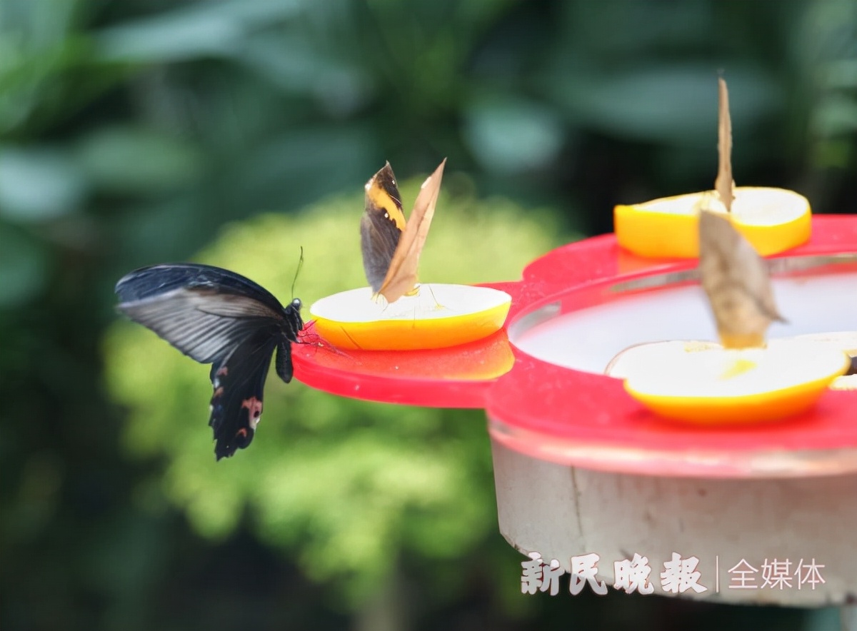 上海动物园第九届蝴蝶展开幕，上午有数千只蝴蝶飞走。