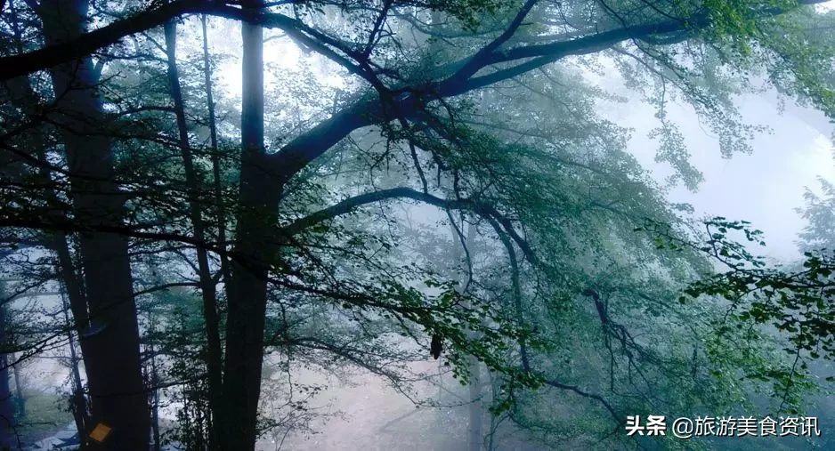 雅安邀你来听雨：天地之润，万物之养，雅雨之灵，雅安之魂