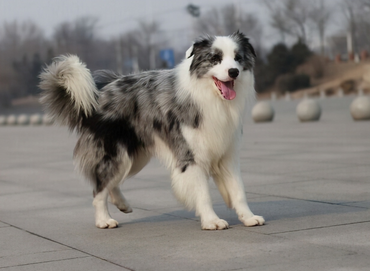 陨石边境牧羊犬价格多少钱?蓝陨石和红陨石哪个贵? - 宠物百科