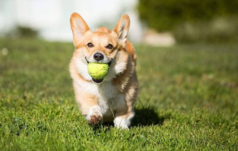 柯基犬一般多少钱?