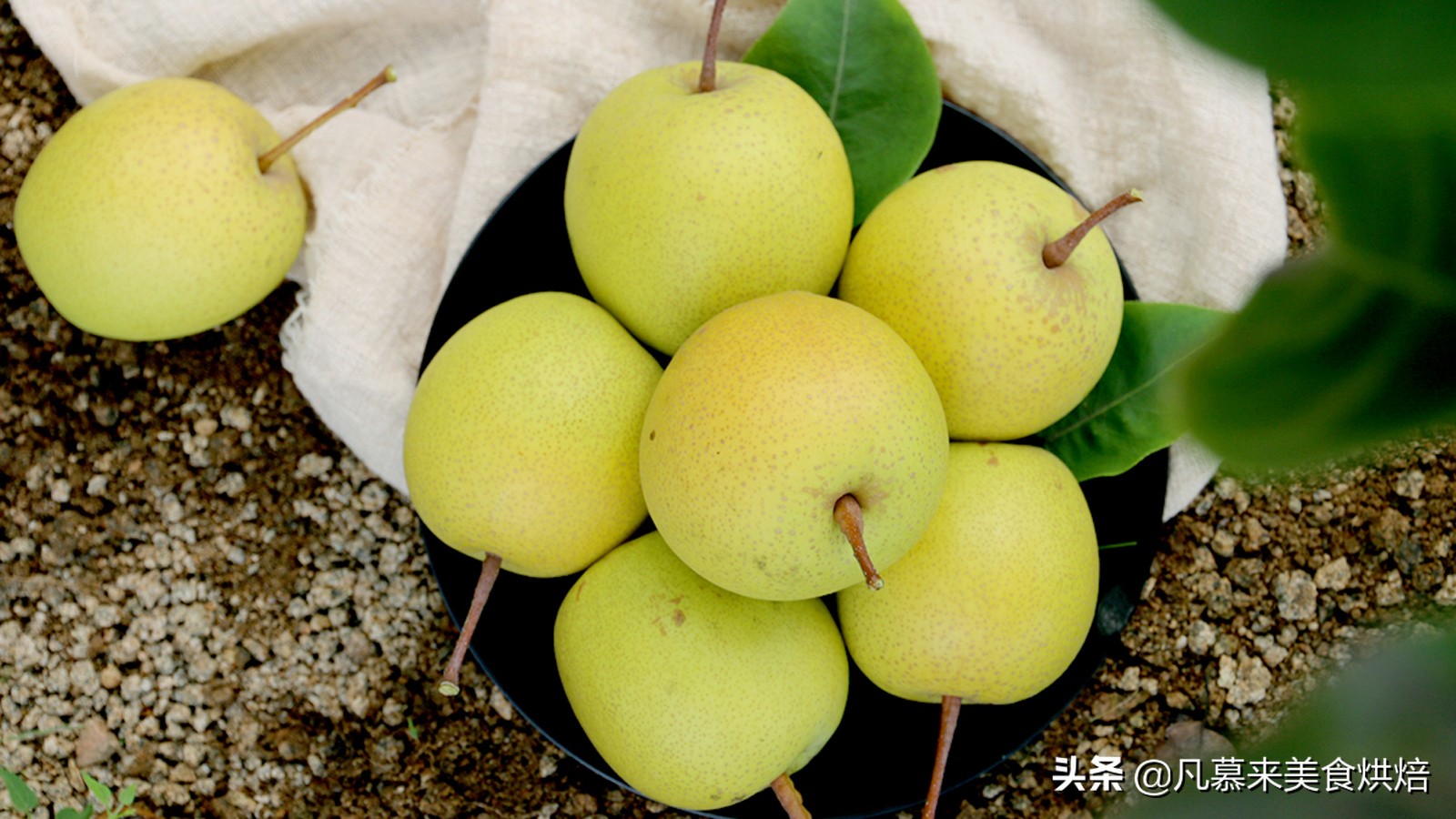 苹果梨图片（盘点全国最好吃的50种梨快收藏）