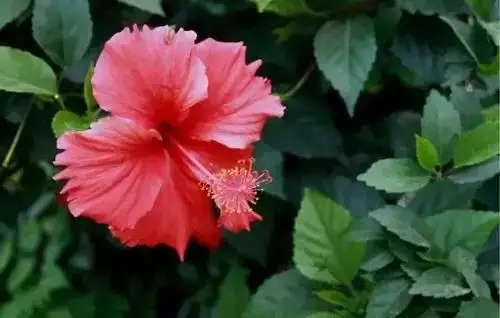 广州市市花是什么（全国56个城市的市花介绍）