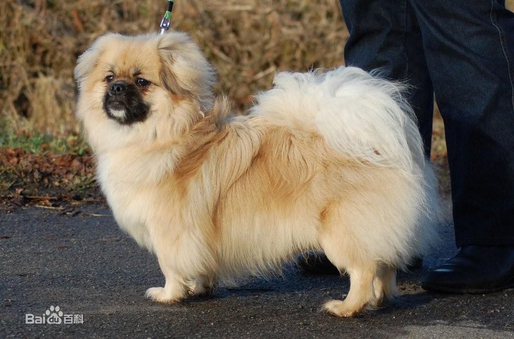 世界杯茶杯犬(宠物狗百科全书（上）中小型犬有哪些品种？各有怎样的性格特点？)