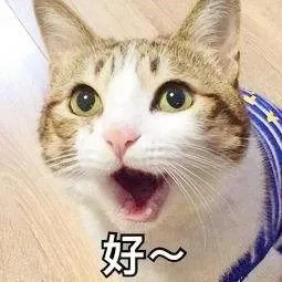 猫咪突然拉肚子了，该怎么办？