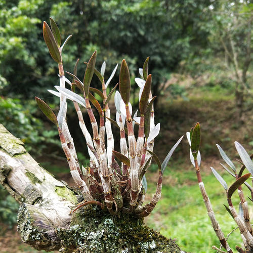 铁皮石斛种植（铁皮石斛繁殖技术及种植技巧教学）